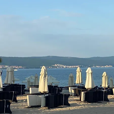 Grand Kamelia B 2,8 Large Sunny *